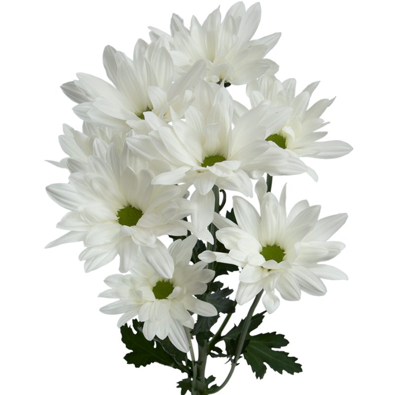DAISY RONDA 7ST EX