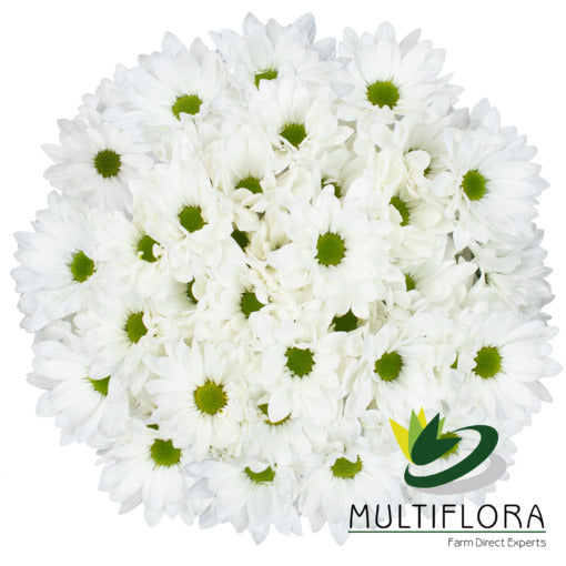 DAISY EX WHI Ronda 7st (Bunches)