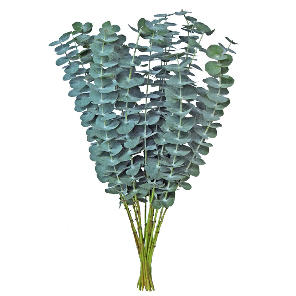 EUCALYPTO 60cm GRE Baby Blue 10st 10 St(Stems)
