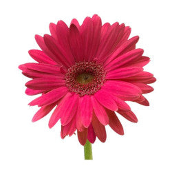 GERBERA HOT PINK 5ST 50cm