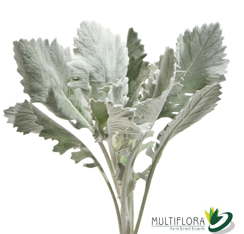 DUSTY MILLER 50cm GRE Broad Leaf Silver 10st(Bunches)