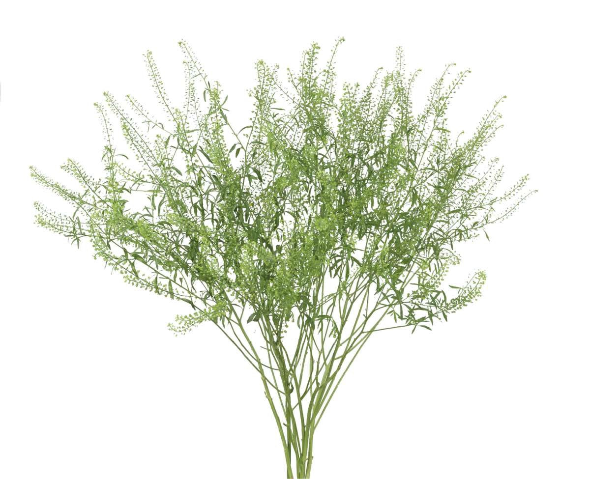 LEPIDIUM 60cm GRE LEPIDIUM 10 St(Stems)