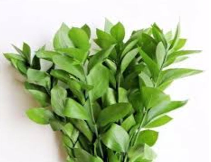 GREEN ISRAELI RUSCUS 10ST 60