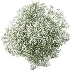 GYPSOPHILA MILLION STAR 250g 25