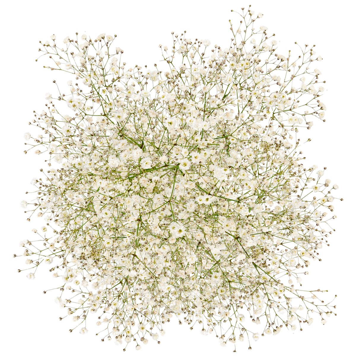 GYPSOPHILA X-LENCE 250G