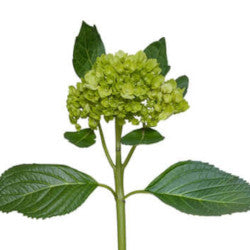 HYDRANGEA KIWI/MOJITO GREEN 1ST MINI