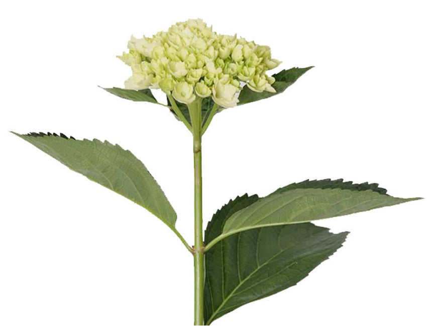 HYDRANGEA LIGHT GREEN MINI