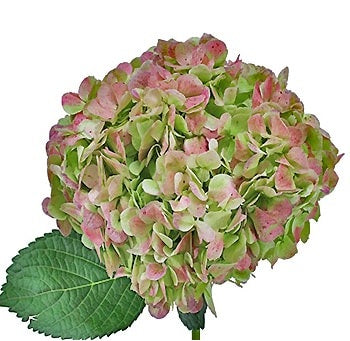 HYDRANGEA BIC Green Antique 60 cm Jumbo 1 St(Stems)