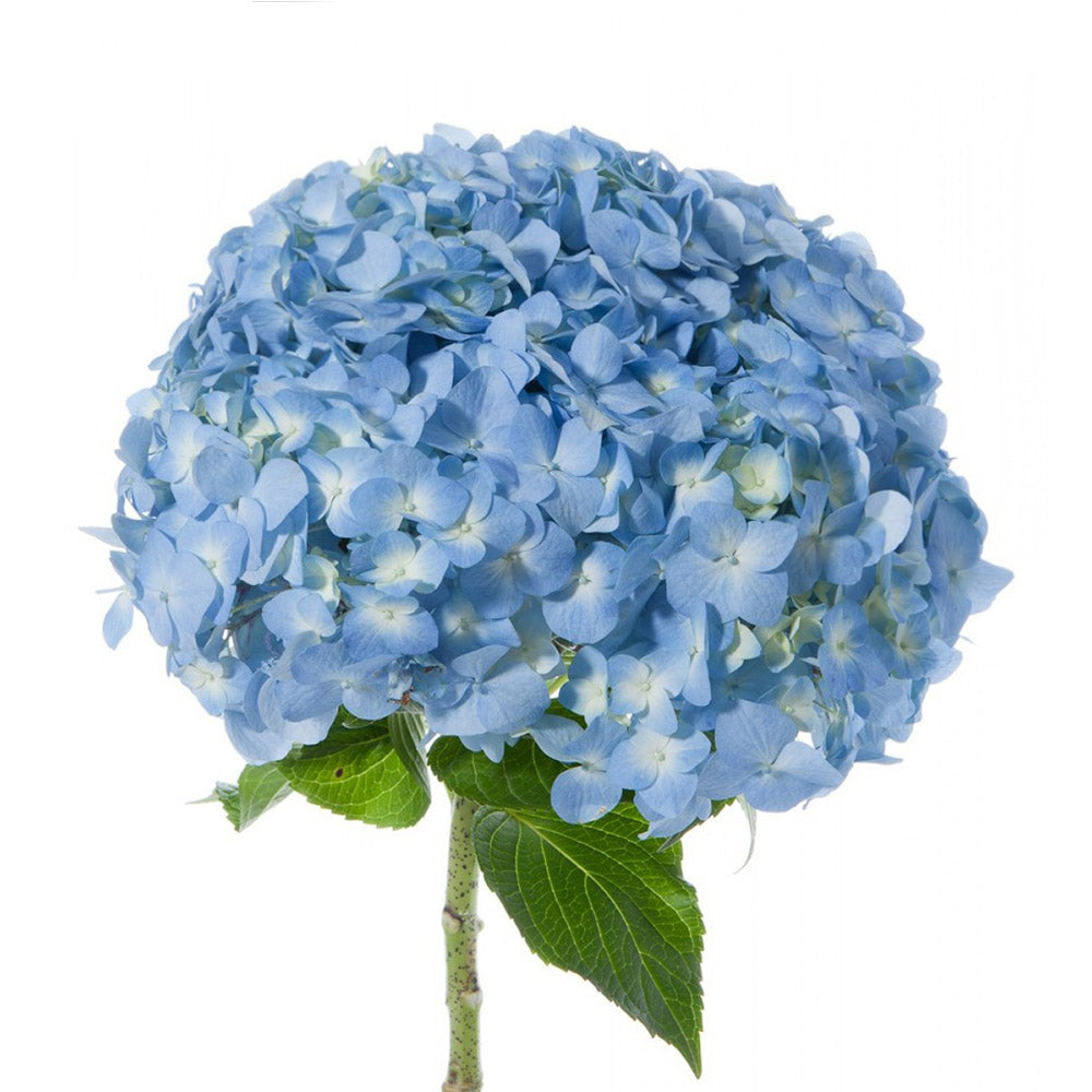 HYDRANGEA BLUE 1ST MED