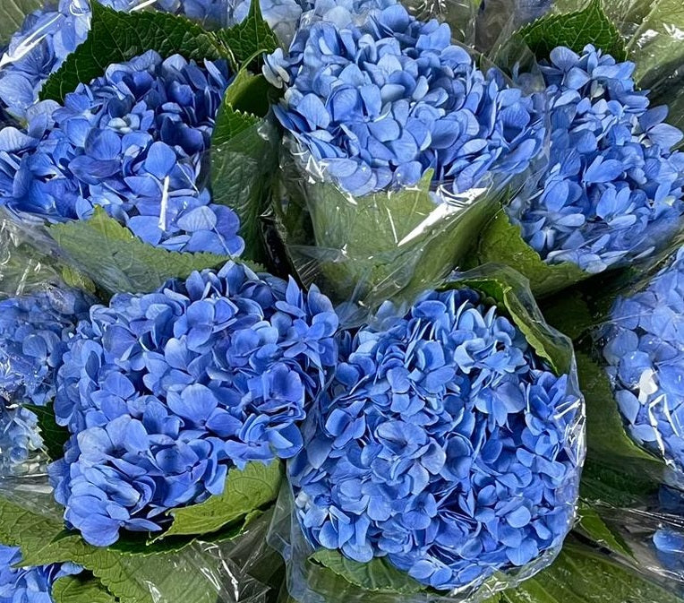 HYDRANGEA Select BLU Shocking Blue 1 St(Stems)