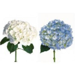 HYDRANGEA ASSORTED WHITE+BLUE 1ST MED