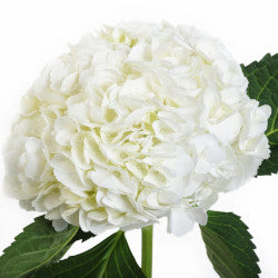 HYDRANGEA WHITE 1ST MED