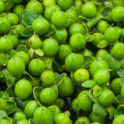 HYPERICUM ROMANCE JUNGLE GREEN 10ST 70