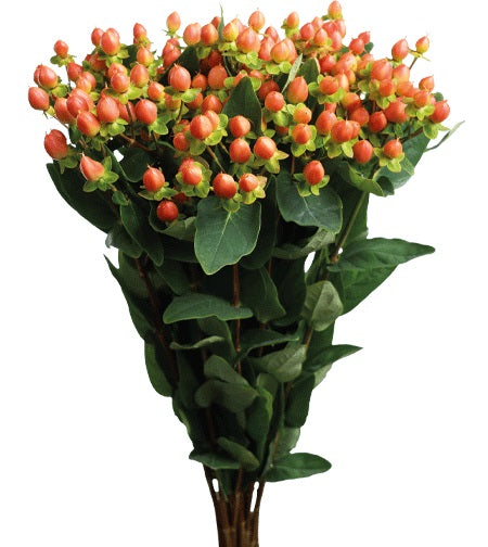 HYPERICUM 70cm ORA Illusion Spring Org/Pea 10 St(Stems)
