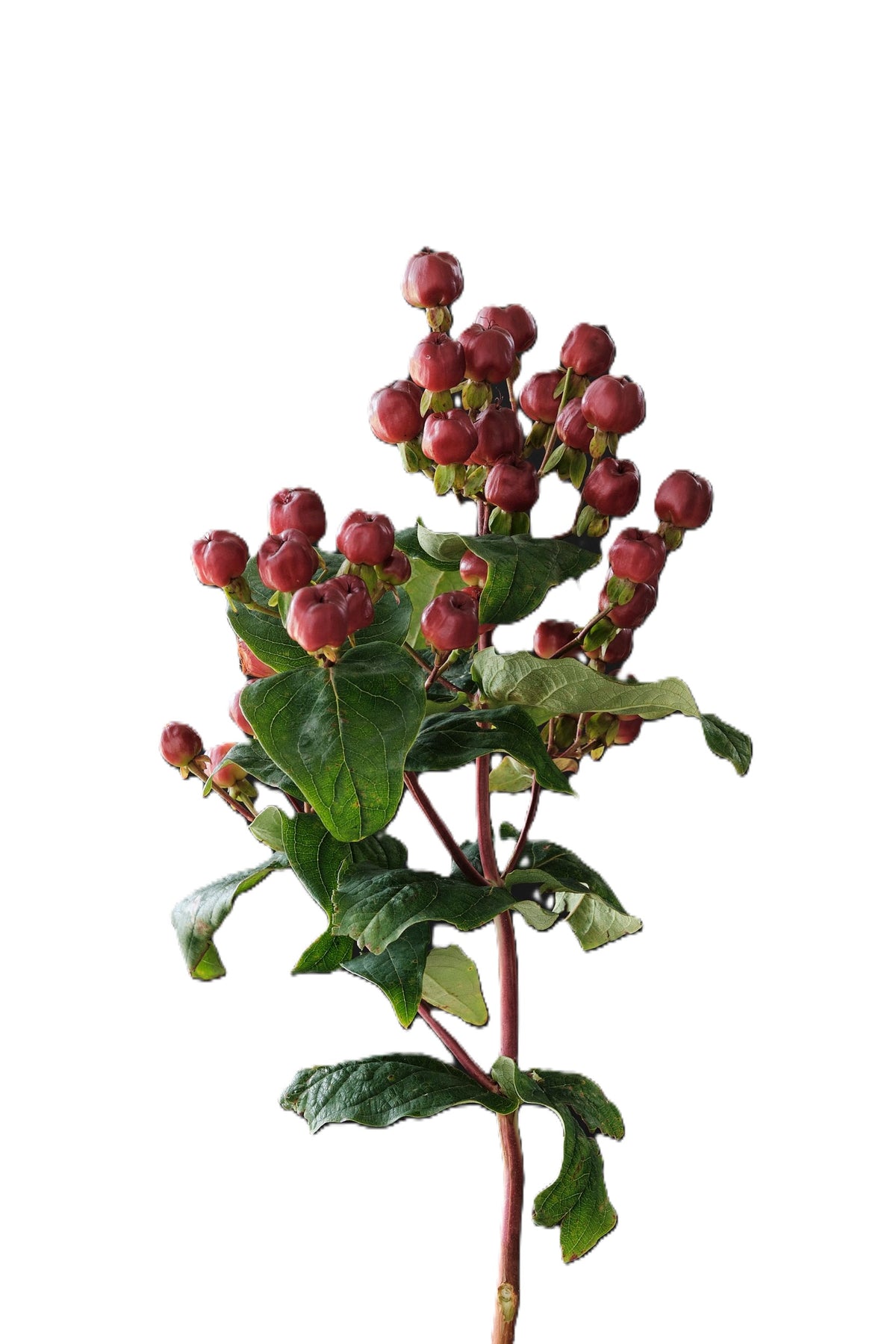 HYPERICUM 60cm BUR Magical Cherry 10 St(Stems)