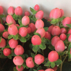 HYPERICUM ROMANCE SWEET PINK