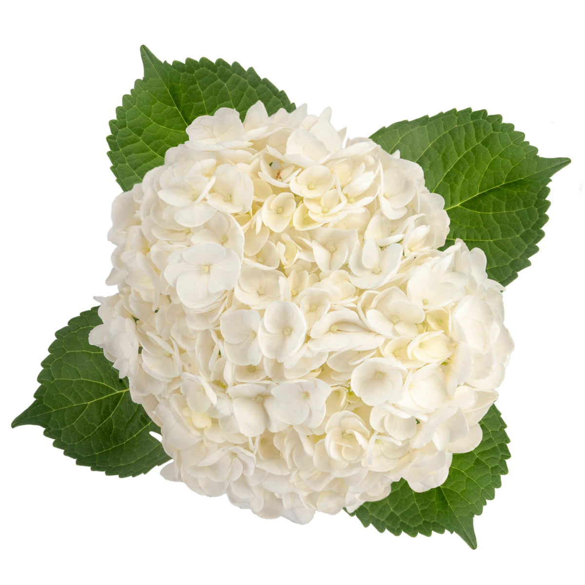 HYDRANGEA WHITE 60CM SELECT