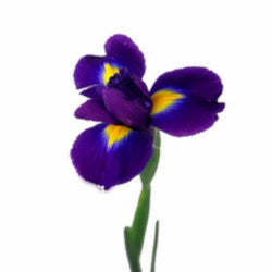 IRIS TIGRIS PURPLE 10ST 60cm