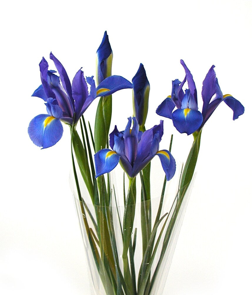 IRIS 60cm BLU Telstar Lt.Blue 10st 10 St(Stems)