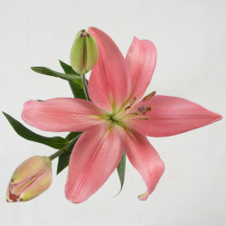 LILIES LA HYB INDIAN SUMMER PINK 10ST 3-5 BL