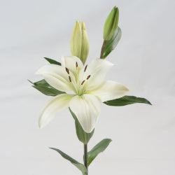 LILIES LA HYB LITOUWEN WHITE 10ST 3-5 BL