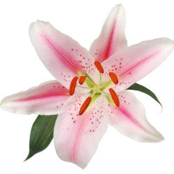 LILIES OR STARFIGHTER DK PINK 10ST 2-3 BL
