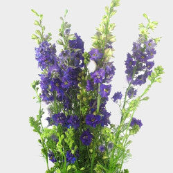 LARKSPUR PURPLE 10ST 80