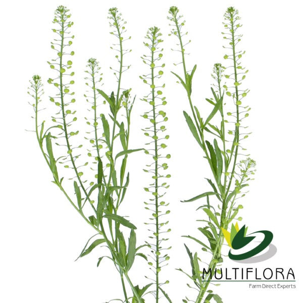 LEPIDIUM GREEN DRAGON 10ST 70CM