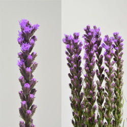 LIATRIS 80cm PUR Purple 10st(Bunches)