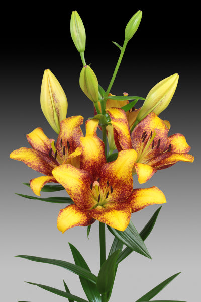 LILY 3-5 BL BIC LA Hyb Sweet Valley YLW/BUR 10 St(Stems)
