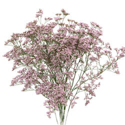 LIMONIUM OSHI PINK 10ST Select