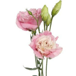 LISIANTHUS PINK +10ST 70cm