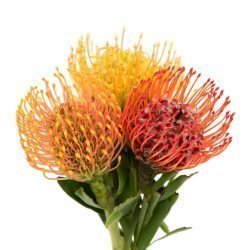 LEUCOSPERMUM PINCUSHION ASSORTED 1ST 40 - 50cm