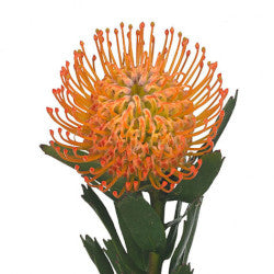 LEUCOSPERMUM PINCUSHION ORANGE 50cm