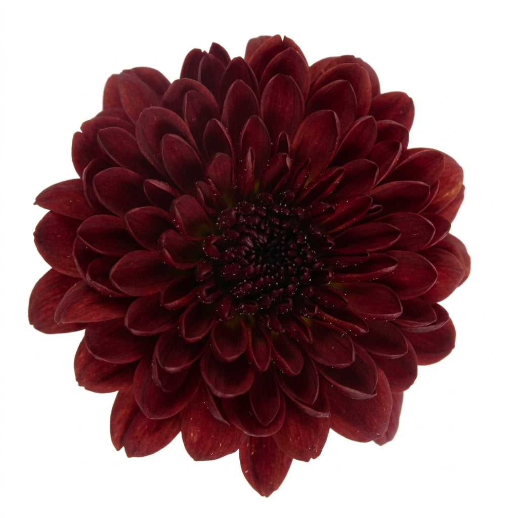 POMPON BUTTON LEXY RED