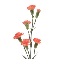 MINICARNATION UCHUVA ORANGE Select