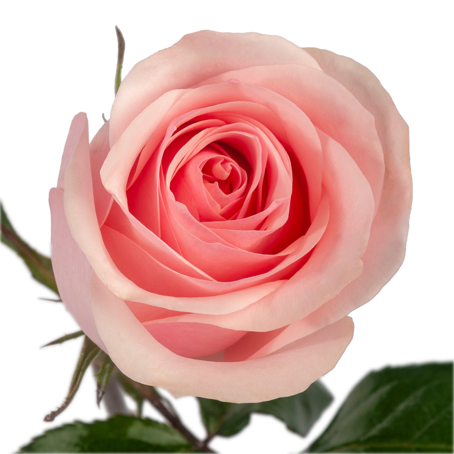 ROSE NOVIA 25ST 60CM