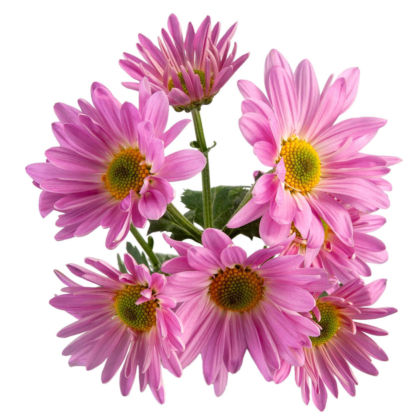 DAISY PINK ATLANTIS EX