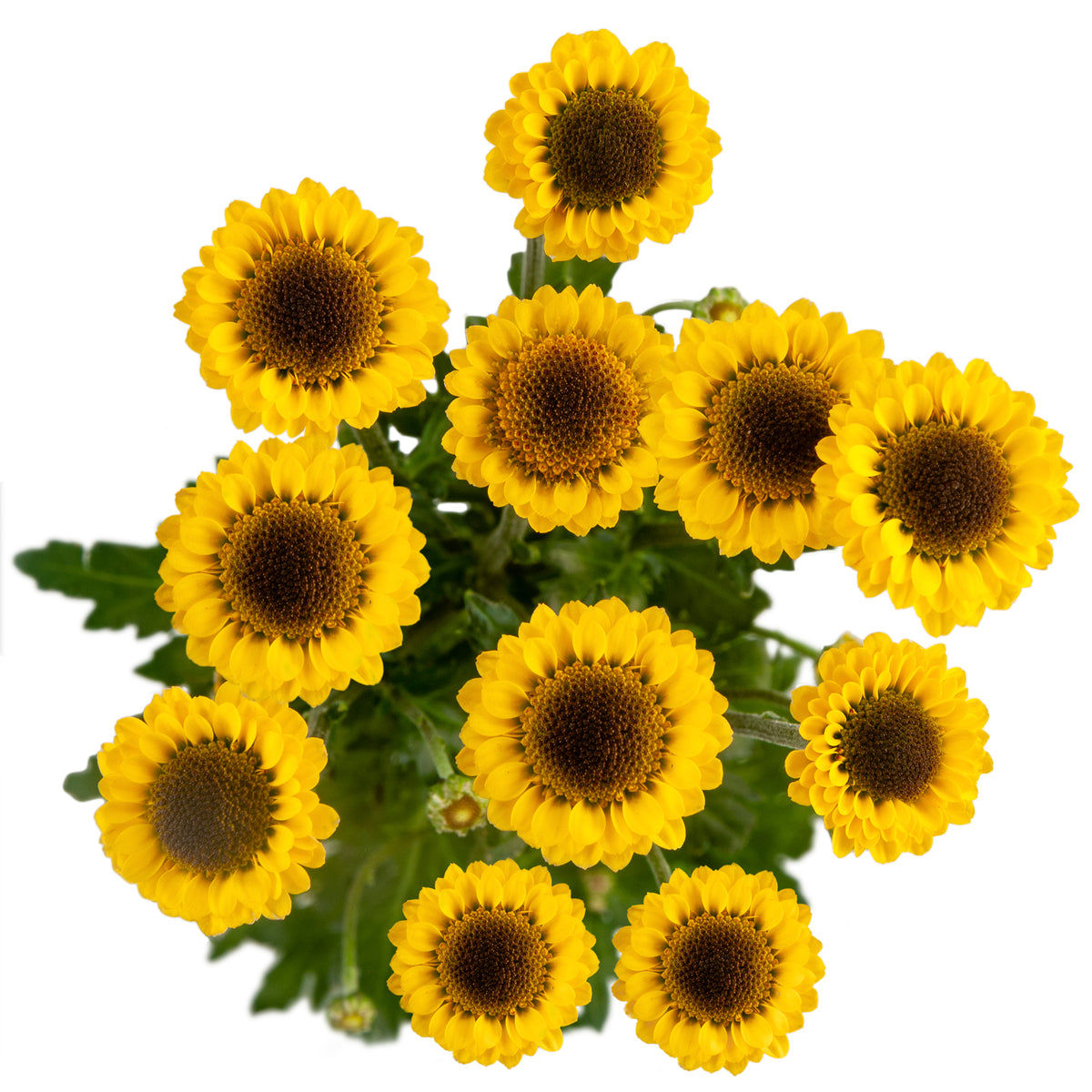 SANTINI MOLLY YELLOW EX