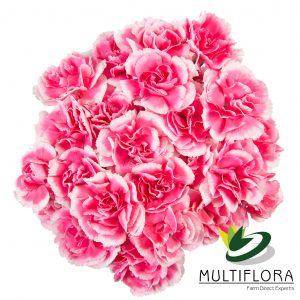 MINICARN Fancy BIC Cherry Tessino DPk/LPk 10 St(Stems)