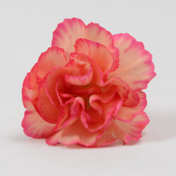 MINICARN Fancy ORA Lina 10 St(Stems)