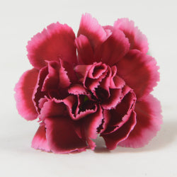 MINICARN Select BIC Berry 10 St(Stems)