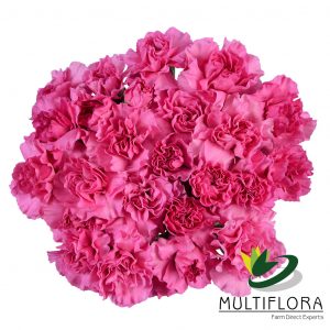 MINICARN Select LAV Melissa 10 St(Stems)