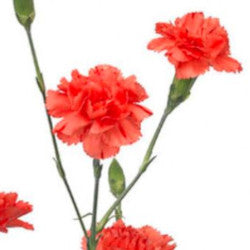 MINICARN Select ORA Romany 10 St(Stems)