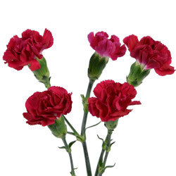 MINICARN Select BUR Burgundy 10 St(Stems)