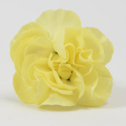 MINICARN Select YEL Caesar 10 St(Stems)