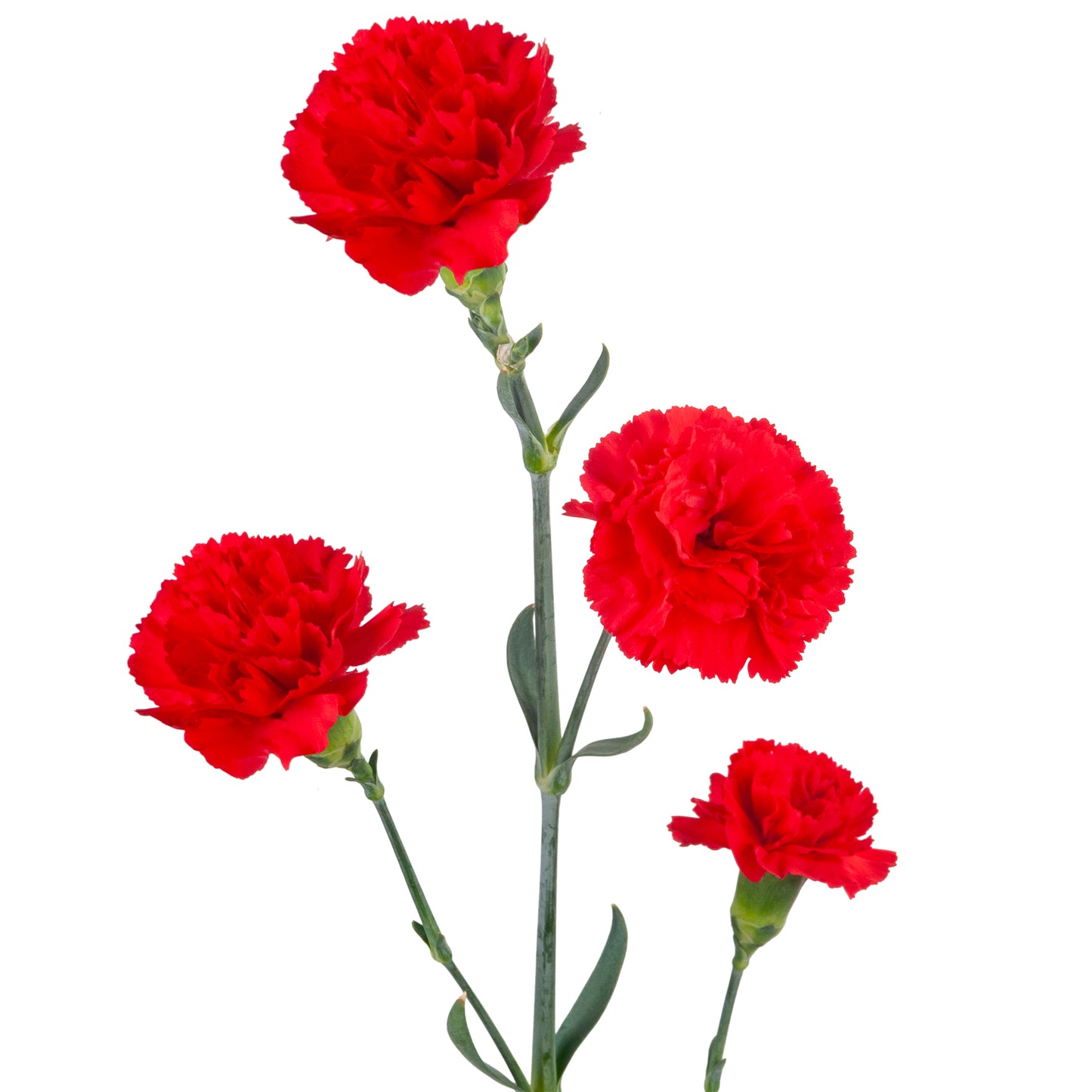 MINICARN RED FANCY