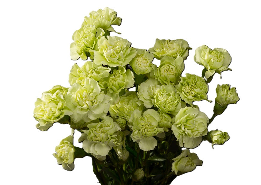 MINICARN Fancy GRE Lagos 10 St(Stems)