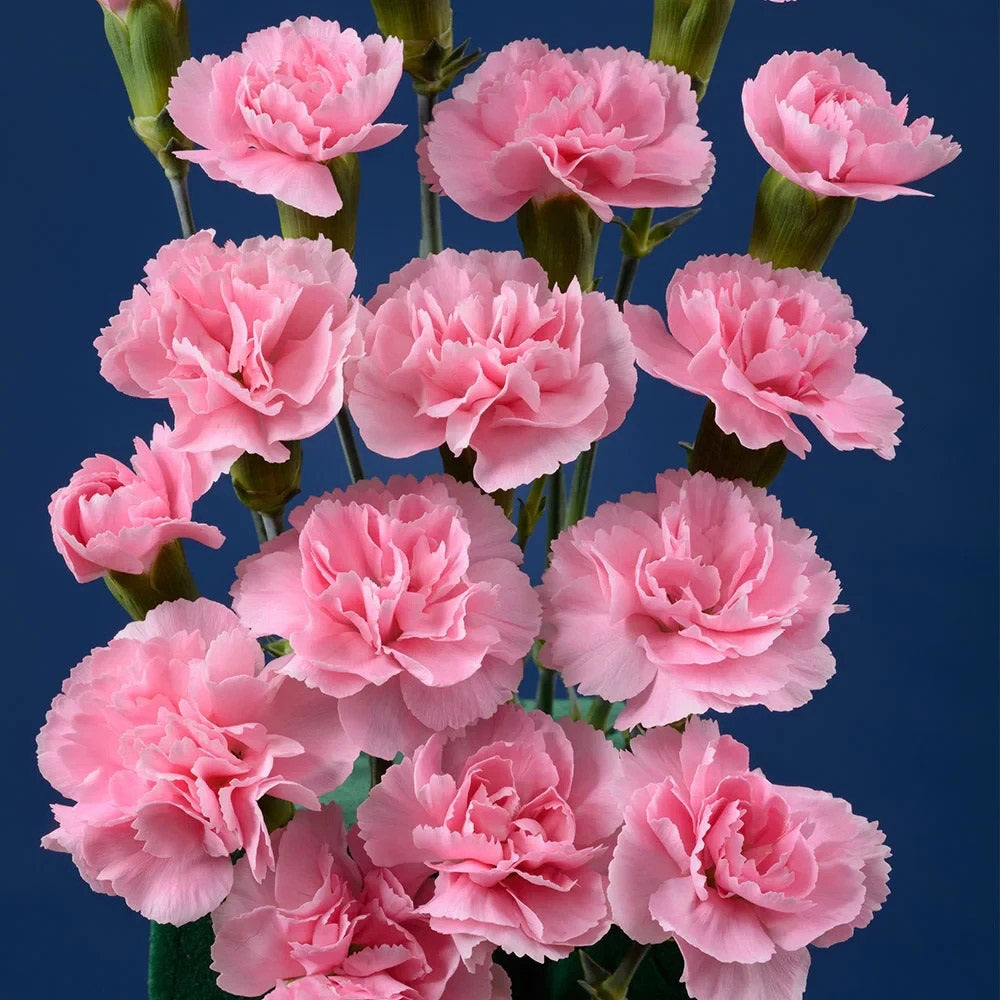MINICARN Select LPK Light Pink Pigeon 10 St(Stems)