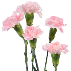 MINICARN Select LPK Light Pink 10 St(Stems)